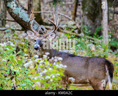 A whitetail deer buck standing in the woods Stock Photo