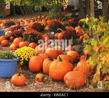 Pile of orange pumpkins with flowers on the ground Stock Photo