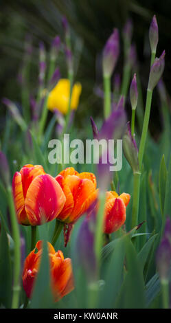 Bright Tulips and Fresh Irises Growing In Garden Stock Photo