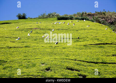 Female workers picking tea leaves on hillside, Nuwara Eliya, Central Province, Sri Lanka, Asia Stock Photo