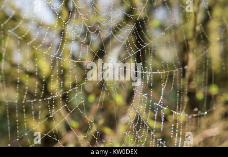 Cobwebs covered in the morning dew, Warwickshire, England, United Kingdom. Stock Photo