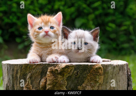 Two cute baby cat kittens side by side watching curiously in a hollowed tree log in a garden, Germany