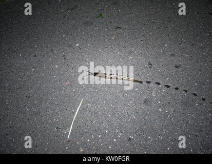 a snail without the shell on the pavement, Moscow Stock Photo