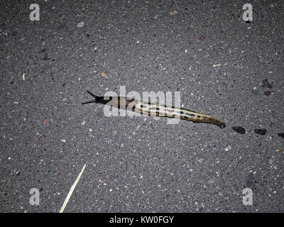 a snail without the shell on the pavement, Moscow Stock Photo