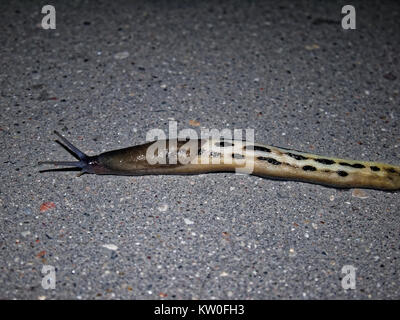 a snail without the shell on the pavement, Moscow Stock Photo