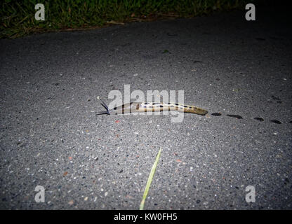 a snail without the shell on the pavement, Moscow Stock Photo