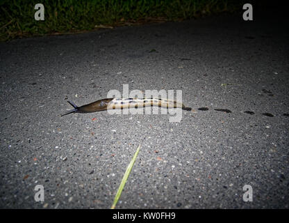 a snail without the shell on the pavement, Moscow Stock Photo