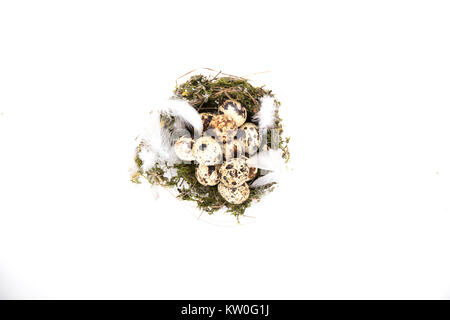 Quail eggs in a nest with feather isolated Stock Photo
