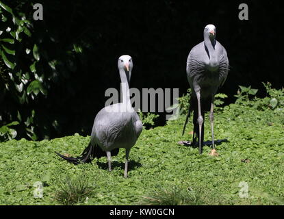 Pair of South African Paradise Cranes (Grus paradisea, Anthropoides paradisea), a.k.a. Blue Crane or Stanley's crane Stock Photo