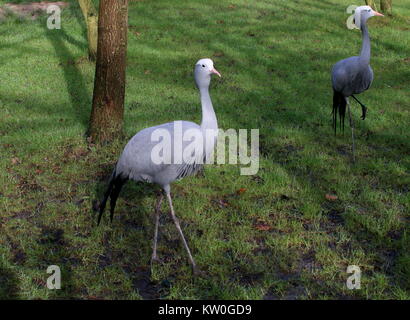 Pair of South African Paradise Cranes (Grus paradisea, Anthropoides paradisea), a.k.a. Blue Crane or Stanley's crane Stock Photo