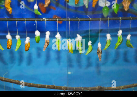 a variety of cocoons of butterflies hang on a stick Stock Photo