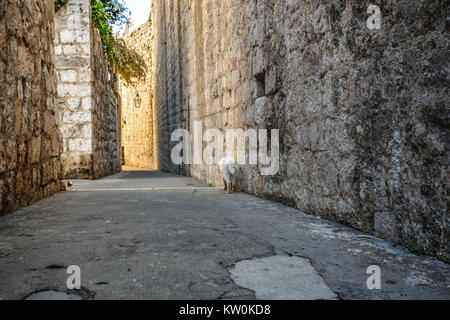 Two cats along the city wall of the ancient city of Dubrovnik, Croatia. A black and white cat hides as a white cat walks along the wall Stock Photo