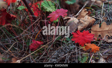 Multicolored leaves lie on the dry grass closeup. Autumn season. Stock Photo
