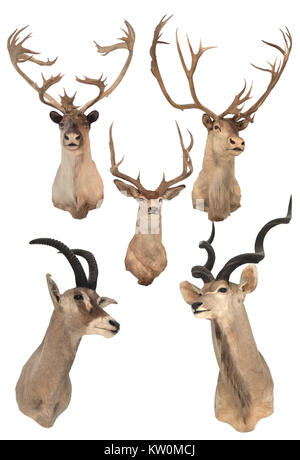 Deer heads on the white wall Stock Photo