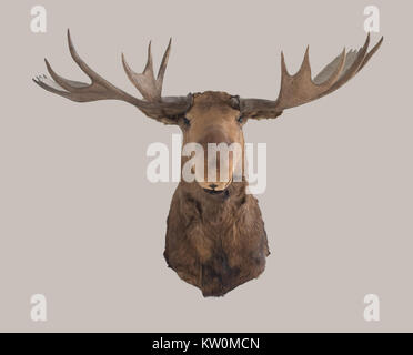 Moose head on the wall Stock Photo