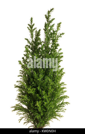 Little green cypress tree. Isolated on white. Stock Photo