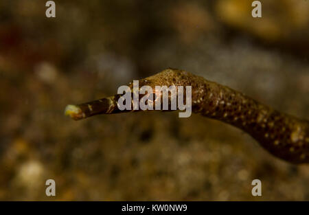 SHORTPOUCH PYGMY PIPEHORSE (ACENTRONURA TENTACULATA) Stock Photo