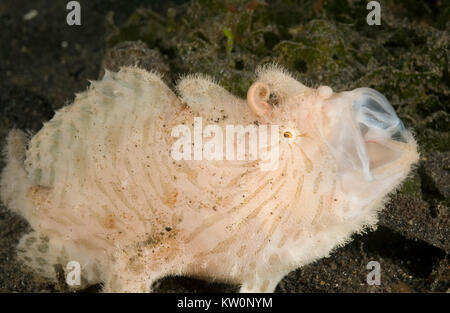 STRIPED FROGFISH (ANTENNARIUS STRIATUS) WITH WORM LIKE LURE - HAIRY VARIATION. ALSO KNOWN AS THE ANGLER FISH, WITH MOUTH OPEN Stock Photo
