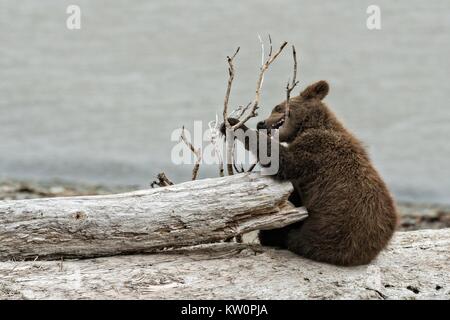 A brown bear spring cub chews on driftwood on the beach along the Cook Inlet at the McNeil River State Game Sanctuary on the Katmai Peninsula, Alaska. The remote site is accessed only with a special permit and is the world’s largest seasonal population of grizzly bears in their natural environment. Stock Photo