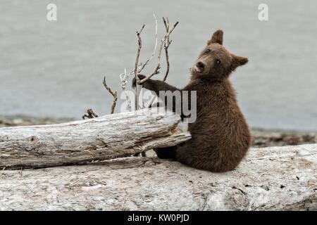 A brown bear spring cub chews on driftwood on the beach along the Cook Inlet at the McNeil River State Game Sanctuary on the Katmai Peninsula, Alaska. The remote site is accessed only with a special permit and is the world’s largest seasonal population of grizzly bears in their natural environment. Stock Photo