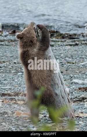 A brown bear spring cub scratches on a piece of driftwood on the beach along the Cook Inlet at the McNeil River State Game Sanctuary on the Katmai Peninsula, Alaska. The remote site is accessed only with a special permit and is the world’s largest seasonal population of grizzly bears in their natural environment. Stock Photo