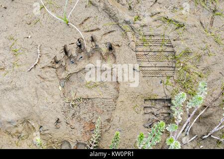 A brown bear pawprint in the mud next to a human boot mark at the McNeil River State Game Sanctuary on the Katmai Peninsula, Alaska. The remote site is accessed only with a special permit and is the world’s largest seasonal population of grizzly bears in their natural environment. Stock Photo