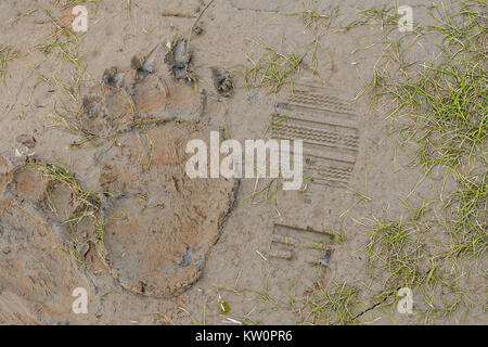 A brown bear pawprint in the mud next to a human boot mark at the McNeil River State Game Sanctuary on the Katmai Peninsula, Alaska. The remote site is accessed only with a special permit and is the world’s largest seasonal population of grizzly bears in their natural environment. Stock Photo