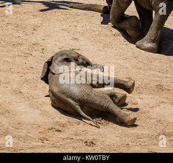 An Elephant calf rolls in the dust after a mud bath Stock Photo