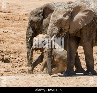 An Elephant calf rolls in the dust after a mud bath Stock Photo