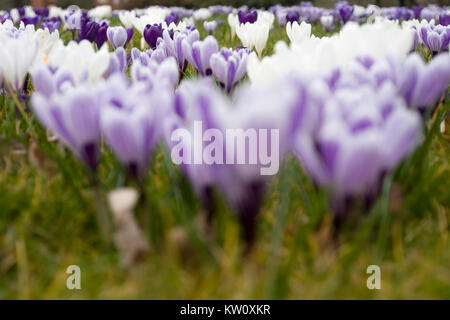Field of crocuses flowering in early spring with the foreground out of focus Stock Photo