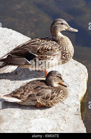 Mother Duck and Her Young - resting on rocky ledge along shoreline Stock Photo