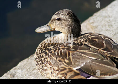 Mallard Duck Female - resting on rocky ledge facing lake Stock Photo