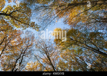 Looking upwards in a sunlit beech wood in autumn against a blue sky showing tree canopies converging in vertical perspective Stock Photo