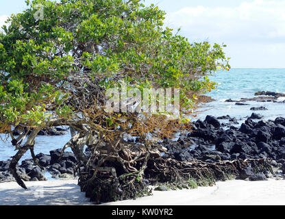 A Red Mangrove (Rhizophora mangle) tree grows from an outcrop of black lava in a white sand beach. Puerto Villamil, Isabela, Galapagos, Ecuador Stock Photo