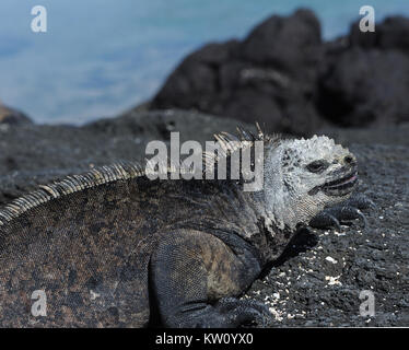 A marine iguana or Galápagos marine iguana (Amblyrhynchus cristatus cristatus) suns itself on black lava rocks. This subspecies is endemic to Isabela Stock Photo