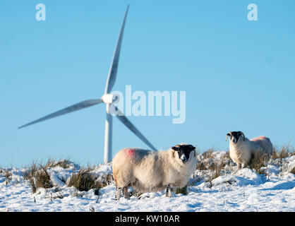 Blackface sheep foraging for food in the snow with wind turbines behind them, West Lothian, Scotland. Stock Photo
