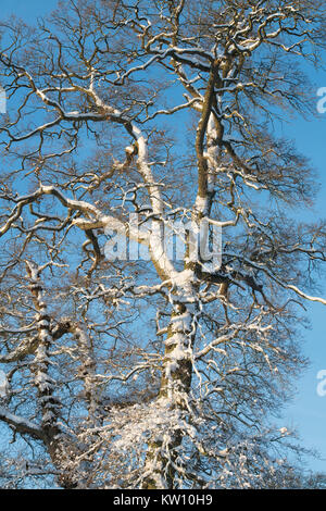 Quercus. Winter oak tree in the snow against blue sky. Cotswolds, Gloucestershire, England Stock Photo