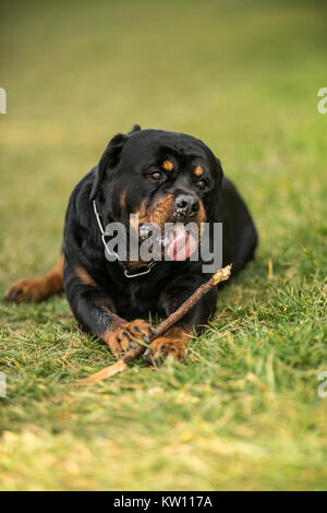 Adorable Devoted Purebred Rottweiler, Laying on Grass Stock Photo