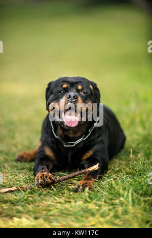 Adorable Devoted Purebred Rottweiler, Laying on Grass Stock Photo