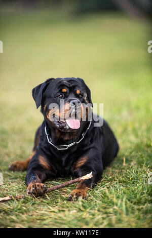 Adorable Devoted Purebred Rottweiler, Laying on Grass Stock Photo