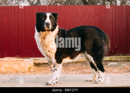 Central Asian Shepherd Dog Standing In Village Yard. Alabai - An Ancient Breed From The Regions Of Central Asia. Used As Shepherds, As Well As To Prot Stock Photo