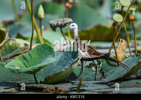 Pheasant-tailed Jacana - Hydrophasianus chirurgus walking on floating vegetation, lake, Sri Lanka Stock Photo