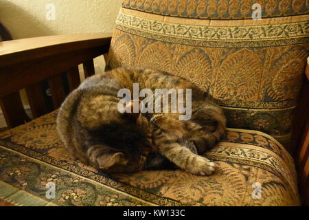 Tabby house cat sleeping on chair Stock Photo