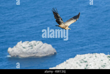 Griffon vulture in flight over the sea Stock Photo