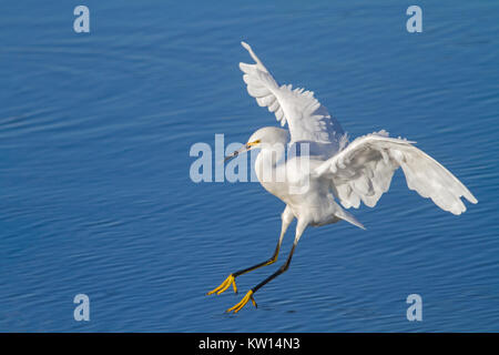 USA, California, Snowy Egret Stock Photo