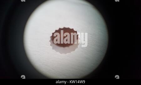 Light microscope image at approximately 30x magnification showing a guide hole in the edge of continuous form paper used with a dot matrix printer, 2016. Stock Photo