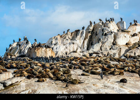 African penguin on Seal Island. Seal Island, located in False Bay near SImon's Town. South African (Cape) fur seals (Arctocephalus pusillus pusillus), Stock Photo