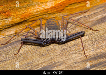 Tailless whip scorpion, Amblypygi. Pondicherry, Tamilnadu, India Stock Photo