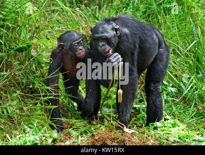 Bonobos and lily. The Bonobo ( Pan paniscus), Stock Photo