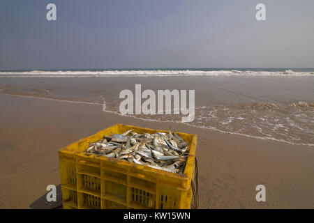 Fish Catch, Marina Beach, Chennai, Tamil Nadu, India. Stock Photo